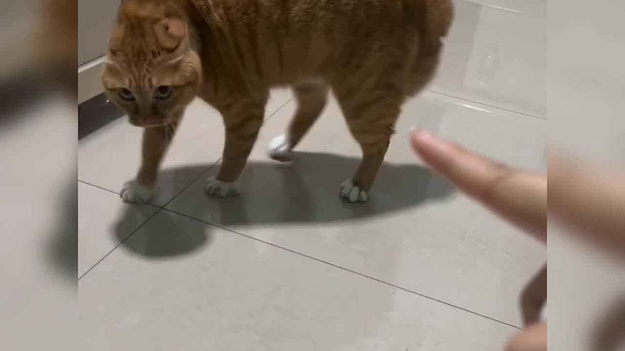 Cute and Very Funny Cat – Try Not to Laugh!
