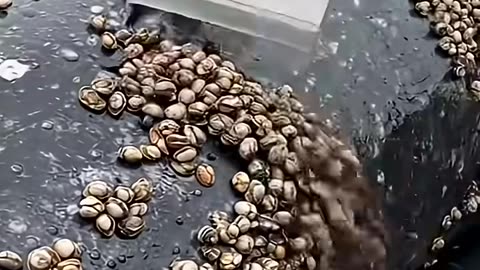 Years of Pain Gone in Minutes Whale Barnacle Rescue Will Shock You!