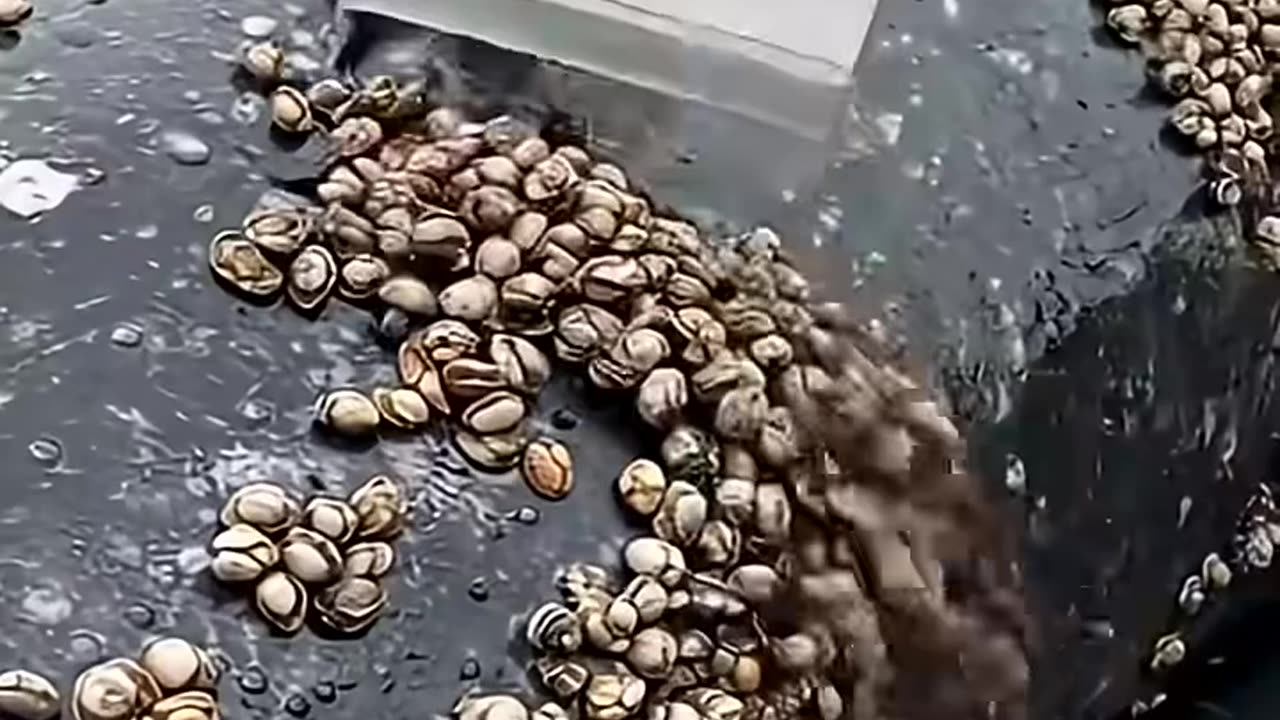 Years of Pain Gone in Minutes Whale Barnacle Rescue Will Shock You!