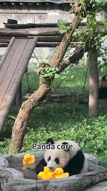 How do pandas survive in nature.
