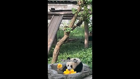 How do pandas survive in nature.