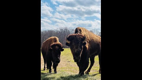 Bovines that aren't Cattle