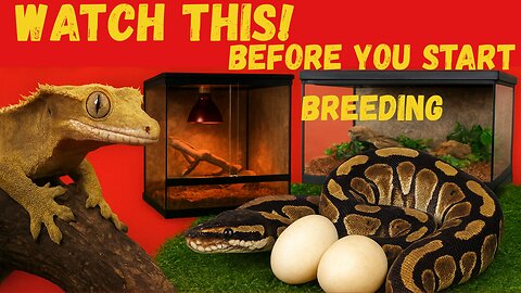 Thinking About Breeding Reptiles? Watch This First!