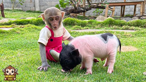 A happy week of monkey YiYi when she received piglet