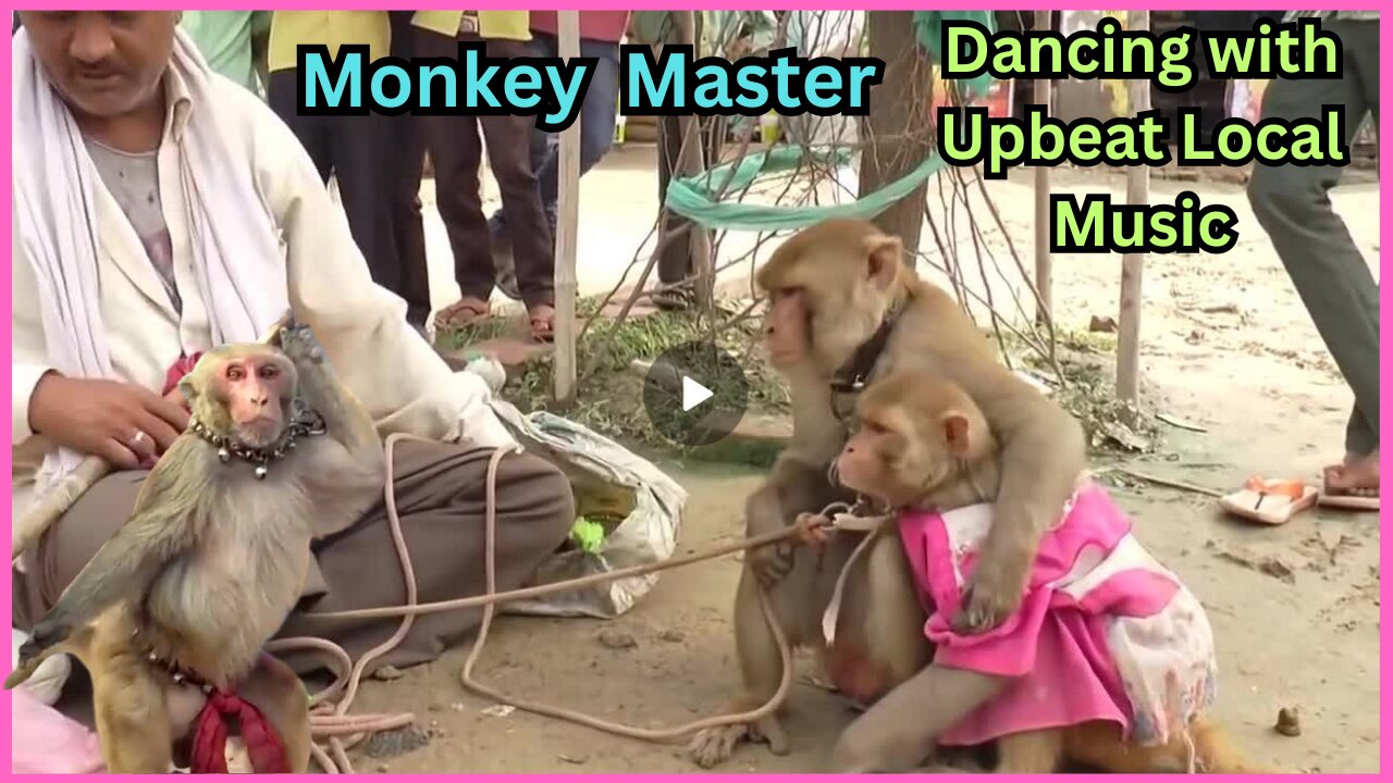 Funny Animal - Monkey Dance Video Just like Humans - Dancing with Upbeat Local Music