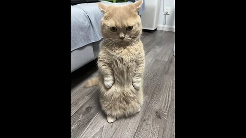 The Cutest Cat on the Internet! 🐾