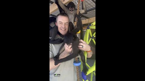 Spider Monkey Realities