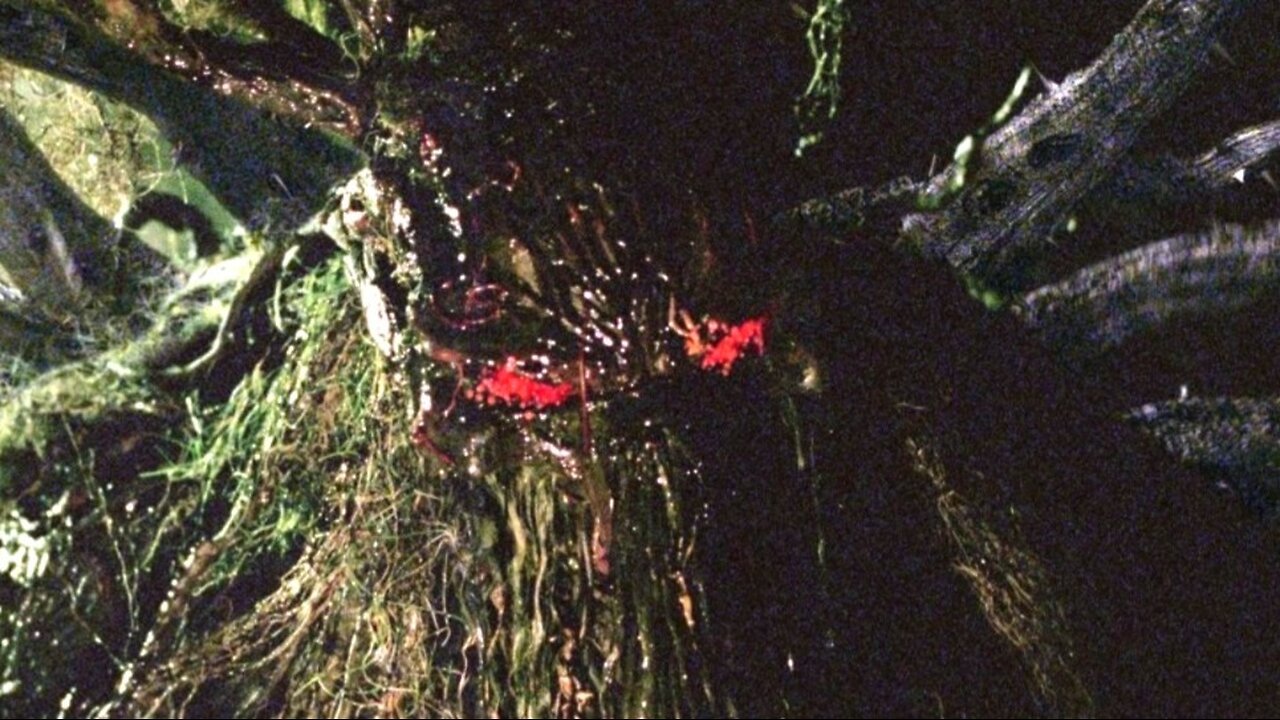 Man-Thing-Matthew Le Nevez, Rachael Taylor-2005 IMDb 4.1/10