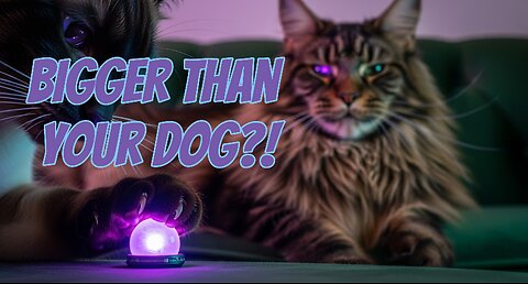 Meet the Maine Coon: The Gentle Giant of Cats 🐾