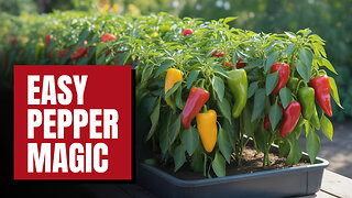 Mastering Pepper Seed Germination: Tips & Tricks!