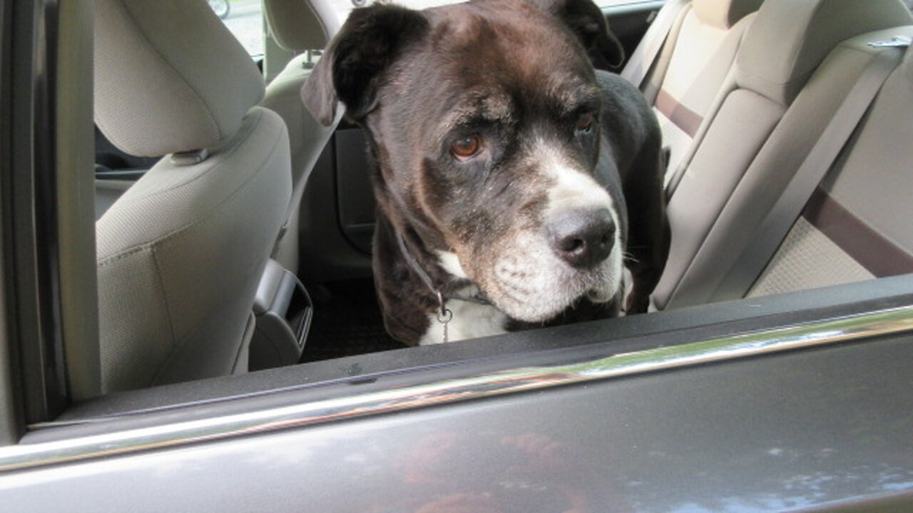 Driving with Mia around the Lakeshore