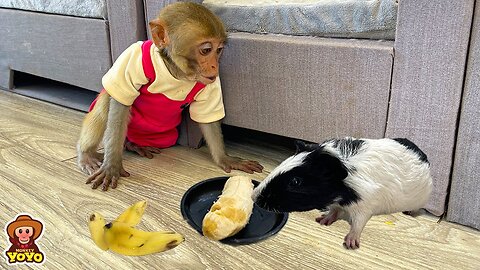 Monkey YiYi so surprised to see the mouse stealing her food
