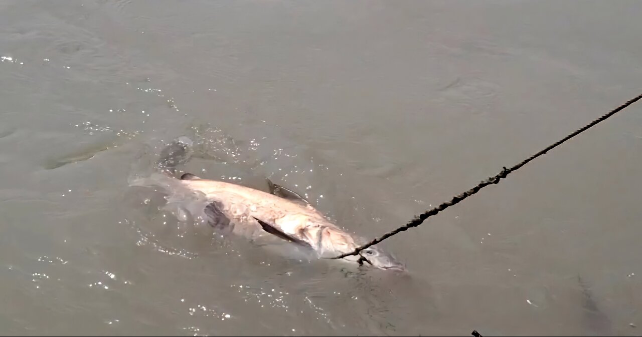 Hook fishing in sundarban river #mangrove