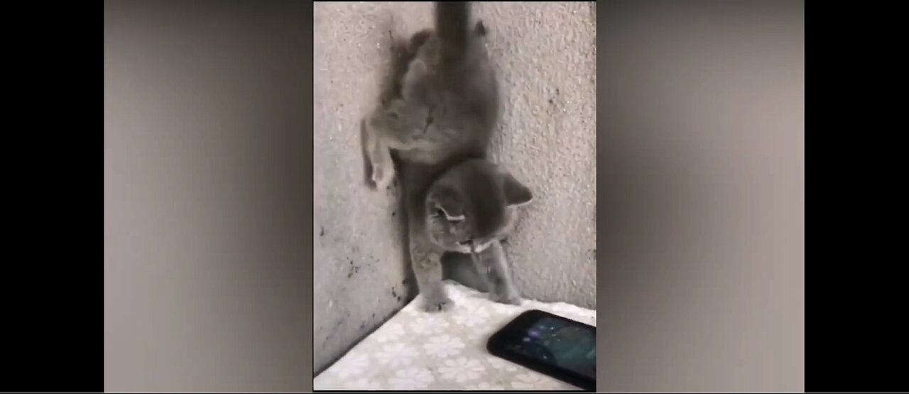Entertaining Cats Compilation: Comedy and Laugh Out Loud
