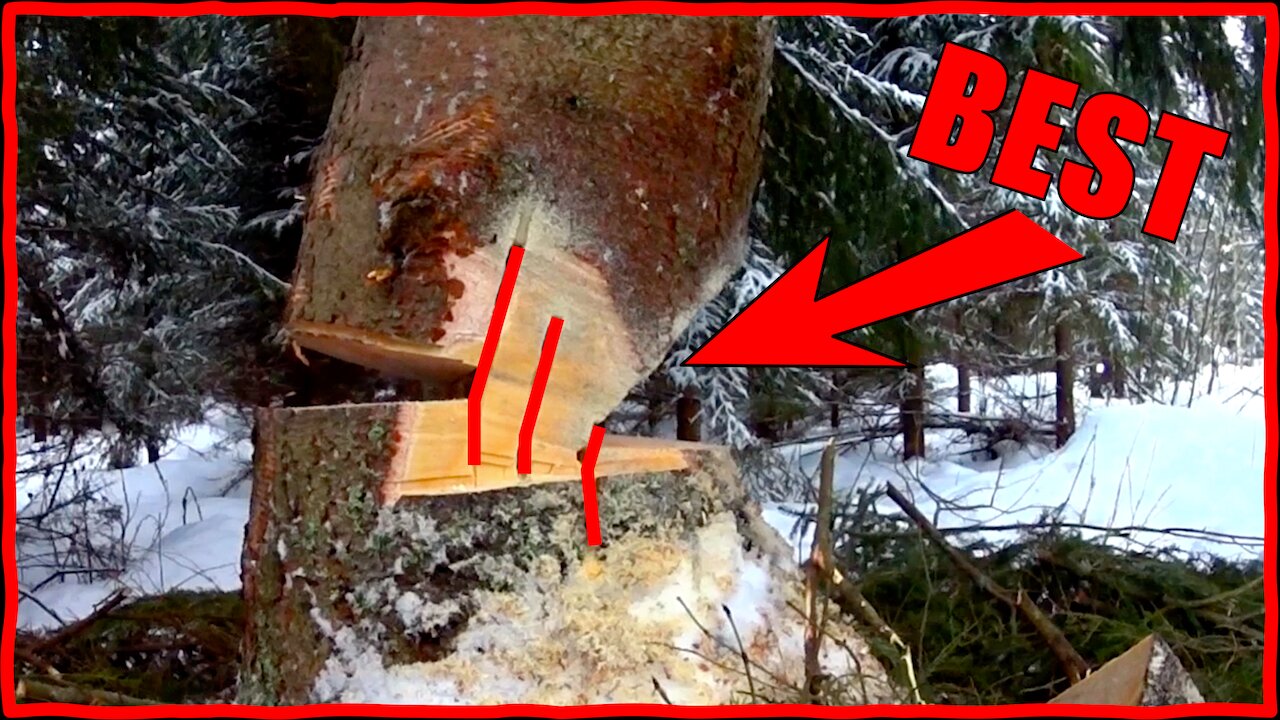 Compilation of Difficult Tree Cutting Techniques - not for amateurs