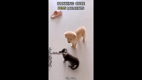 Pet Moments #trending #dog #cat #funny