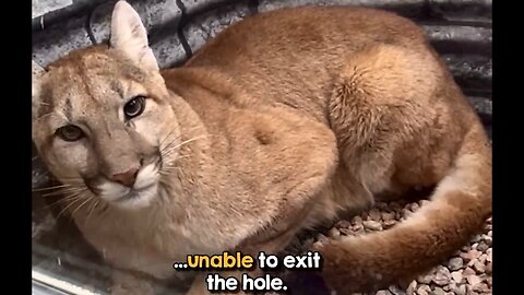 Mountain Lion get stuck then later she was Rescued 😅