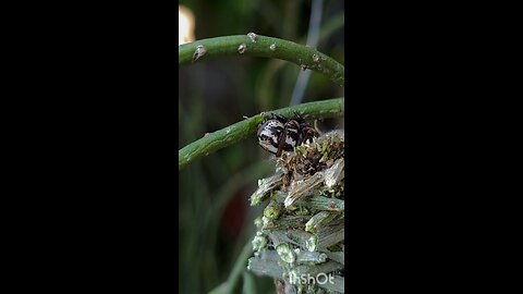enjoy caterpillar