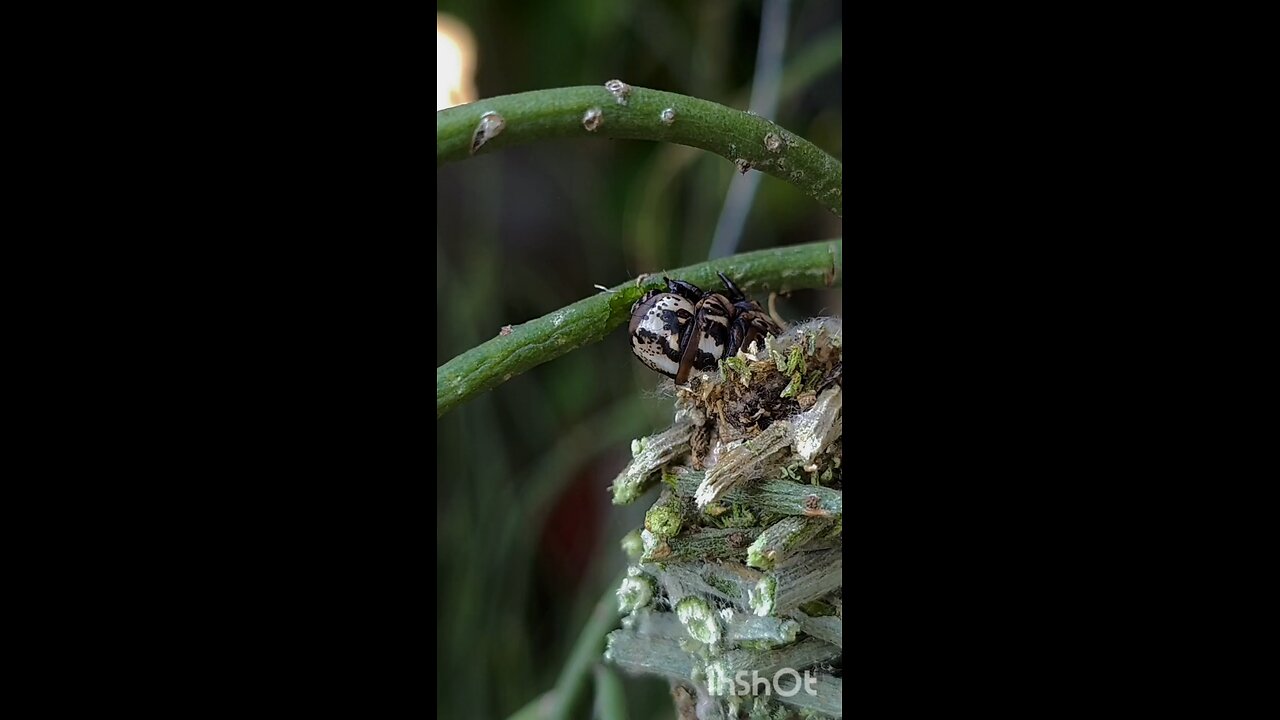 enjoy caterpillar