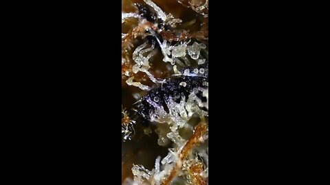 Nightcap, exploring the trichome aquarium