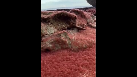 Lots Of Crabs