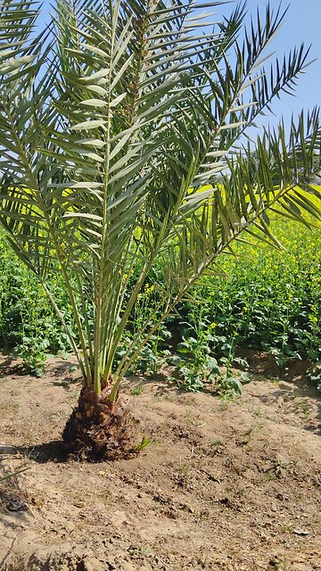 agricultural country crops