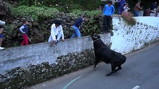 Tourada Espigão 2015 - Ganadarias AL & EG - Ilha Terceira - Açores