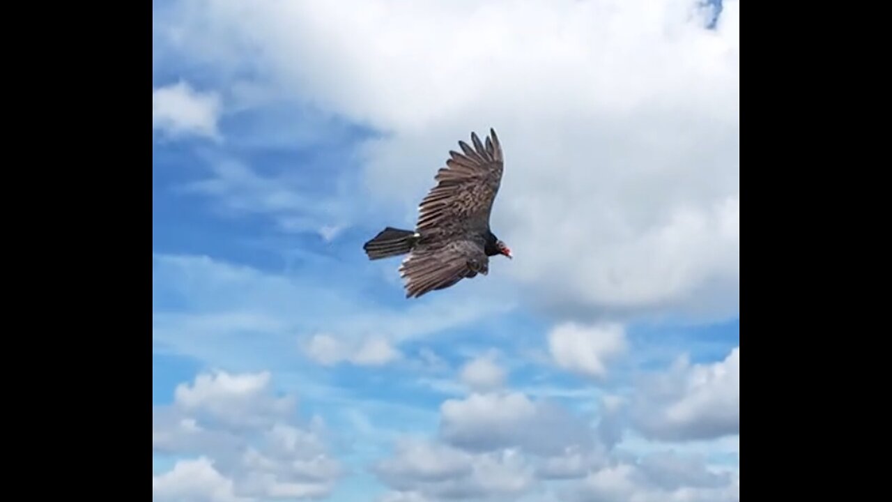 🦅 Bennie And The Jets - Elton John 🦅