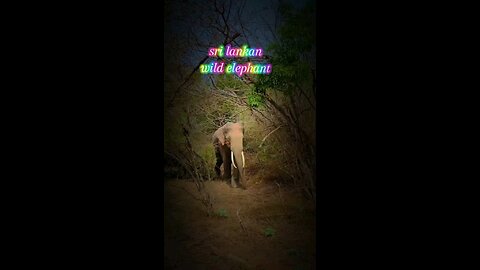 srilankan wild elephant
