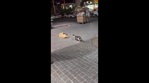 Cat wants to join Fightclub 😼