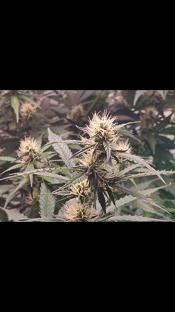 Gorilla Cookies auto week 7