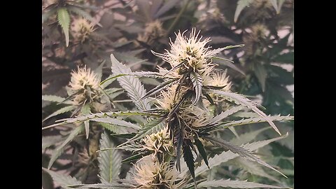 Gorilla Cookies auto week 7