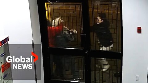 Vancouver resident and her cat randomly attacked by teens for "looking" at them