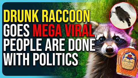 Drunk Raccoon Story Goes Mega Viral, People Are Done With Politics