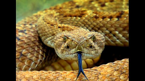 We should not be kind to snakes