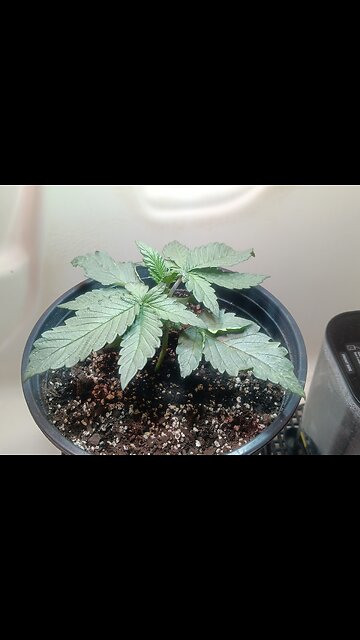 Fruity pebbles week 2 day 5