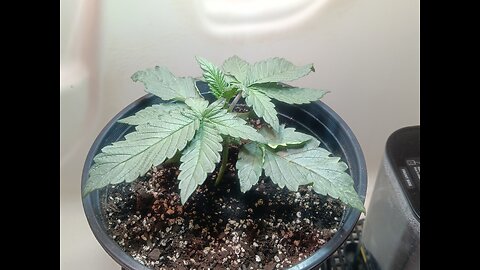 Fruity pebbles week 2 day 5