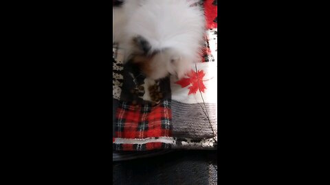 Playing with my food
