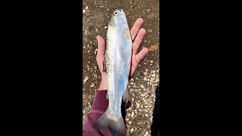 caught a nice rainbow trout💯👍🏻