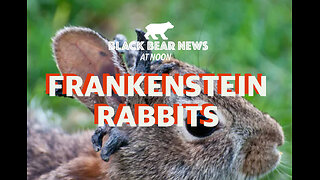 Frankenstein Rabbits | Freedom Laws, Freedom Cities | Ethnic Cleansing