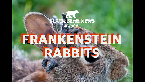 Frankenstein Rabbits | Freedom Laws, Freedom Cities | Ethnic Cleansing