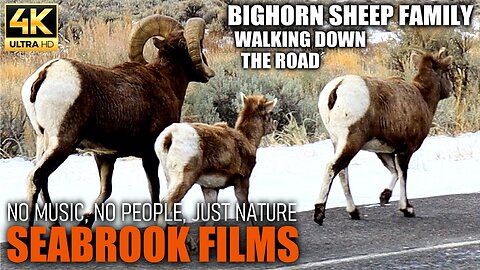 Bighorn Sheep Family Walking Down the Road: Filming Ovis canadensis in the Rocky Mountains