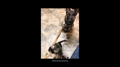 Paw-sitive Discipline