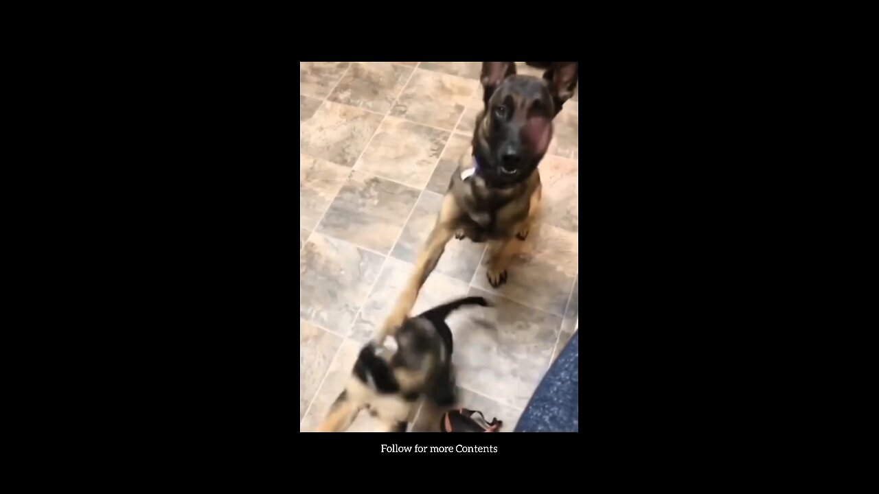 Paw-sitive Discipline