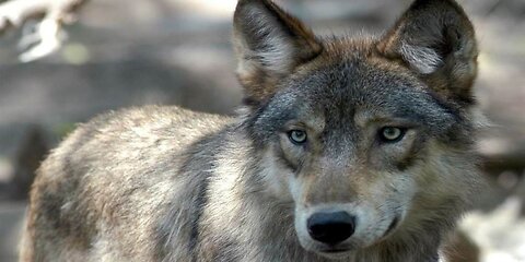 Wolves at the Door- Break Out the AC-DC Albums