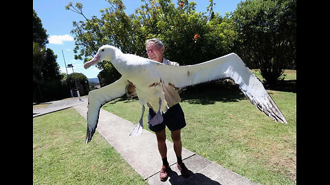 The Surprising Life of the Albatross - Unreal !