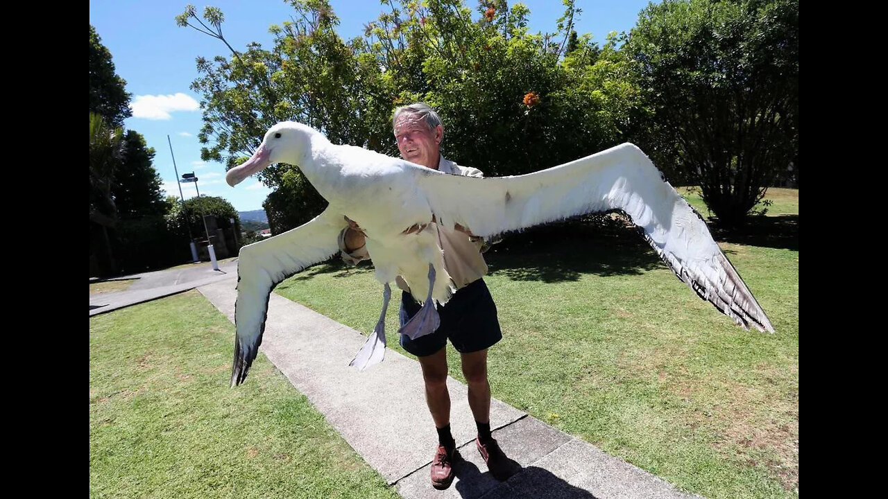 The Surprising Life of the Albatross - Unreal !