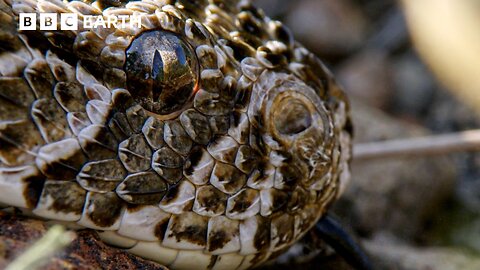 The Snake That Outsmarts Nature's Best Noses | BBC Earth