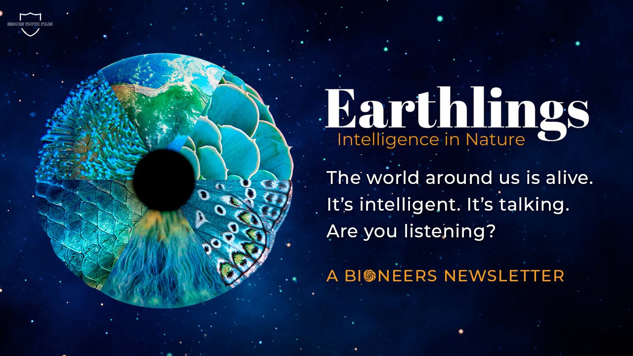 Earthlings: The Shocking Truth About Our Relationship With Animals | Documentary Analysis