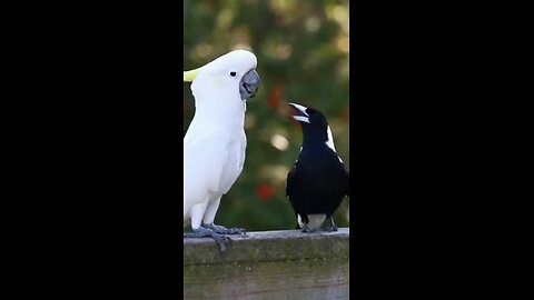 Birds having an argument funny